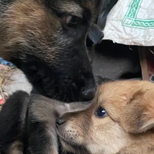 Meet your Posher, Menia